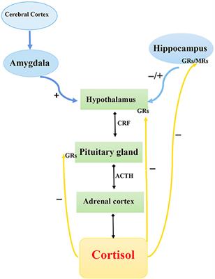 Genetics Factors in Major Depression Disease